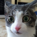 sergeovd#8008's avatar