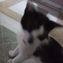 kipd0