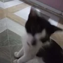 kipd0