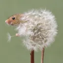 dandelion2893