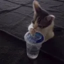 boobanalyst