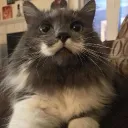 lindo_gato_fornido. avatar