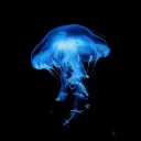 alightyearaway avatar