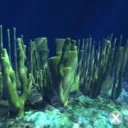 marinsarin