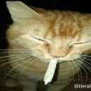 sigma41676921420 avatar