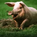 Аватар calaminoq_51670