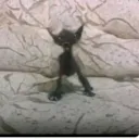 anonimov6000_48793 avatar