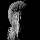 avatar YANN1BR BRAZIL