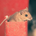 avatar Die_Fressluke 🇩🇪