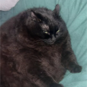 avatar Yeelya_the_Cat