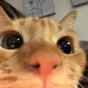 lvjycat