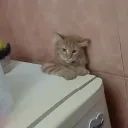 Аватар dolboubik0.2_86680