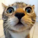 catzpop