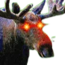 moose_jd