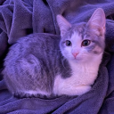 avatar Apisit Phannon