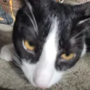 thesmasherxdpro007 avatar