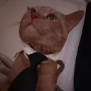 yunoolive