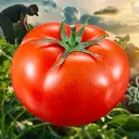 tomato_main