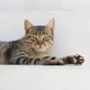 aurissz
