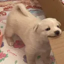 lewipuff