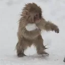 volvoxmonkey