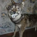 wolfito13