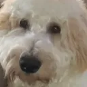 picklettyt_