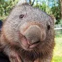thewackywombat