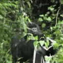 crossdimitri