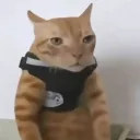seal_big
