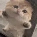 imlikecapy