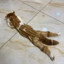 crissincerely