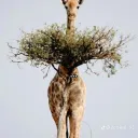 sleepwell12324 avatar