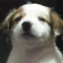 chiebhi