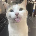 ludicrous_tendencies