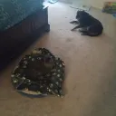 batghost_liza avatar