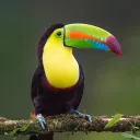 seanicboomzing1