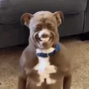 Аватар gh0stygrieff_svs