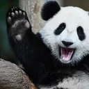 pandaman_roblox_46566