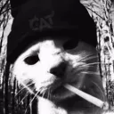 alessaurio0462 avatar