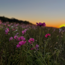 buggieflower's Avatar