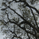 avatar Pequitas 💫