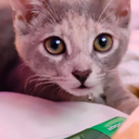 Discord Avatar