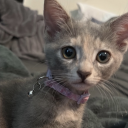 Discord Avatar