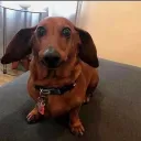 danieldavtyan7474356_97176 avatar