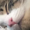 Cat with memes's Avatar