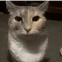 playful_pomelo_38322 avatar