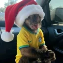 semlimitesgusss_07002 avatar