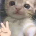 a discord avatar