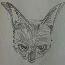 grampus.